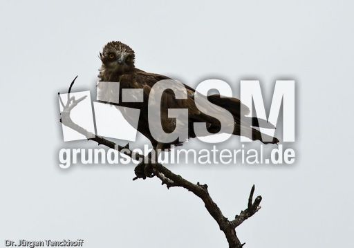 Einfarb-Schlangenadler (1 von 1).jpg